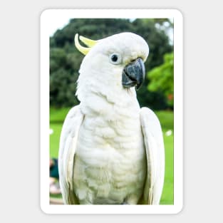 Sulphur-Crested Cockatoo Magnet